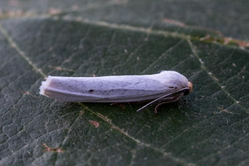 Réf. 217 619 : Coscinia cribraria